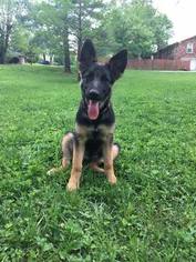 German Shepherd Dog Puppy for sale in WHITE HOUSE, TN, USA