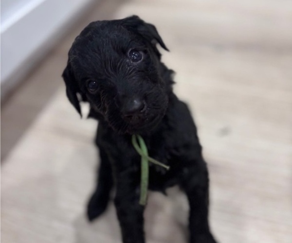 Medium Photo #2 Schnoodle (Giant) Puppy For Sale in ANDERSON, CA, USA