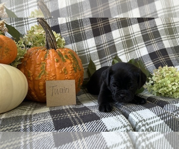 Medium Photo #5 Puggle Puppy For Sale in ELKTON, VA, USA