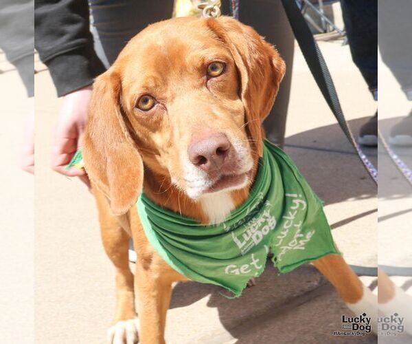 Medium Photo #3 Beagle-Unknown Mix Puppy For Sale in Washington, DC, USA