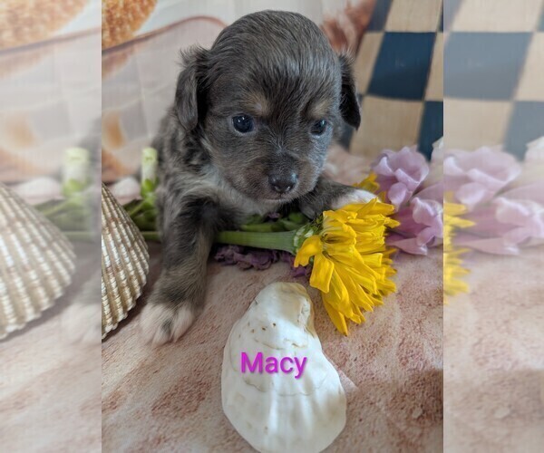 Medium Photo #3 Chihuahua Puppy For Sale in LEBANON, PA, USA