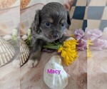 Small #2 Chihuahua