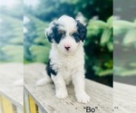 Puppy Bo Aussie-Poo
