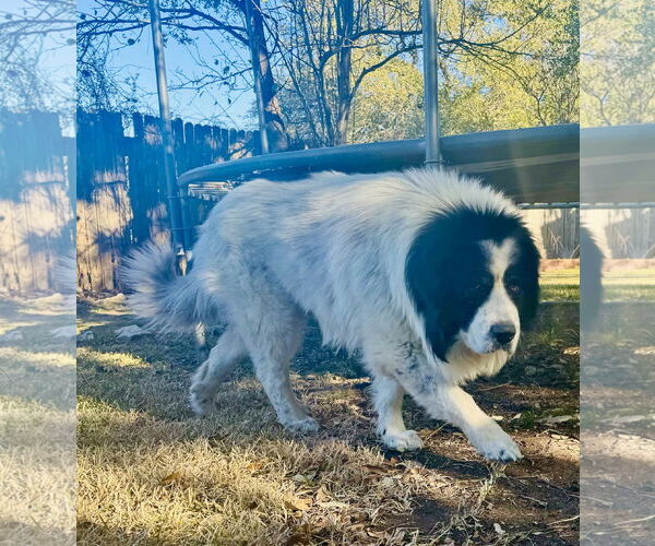 Medium Photo #5 Great Pyrenees Puppy For Sale in Spring, TX, USA