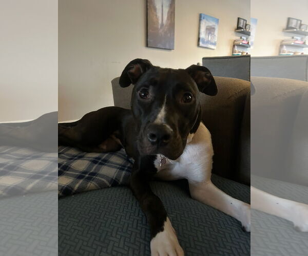 Medium Photo #9 American Pit Bull Terrier Puppy For Sale in Alexandria, VA, USA