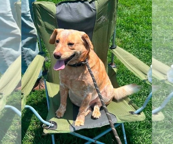 Medium Photo #1 Mutt Puppy For Sale in Evansville, IN, USA