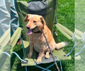 Mutt Dogs for adoption in Evansville, IN, USA