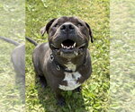 Small #3 Mastiff Mix