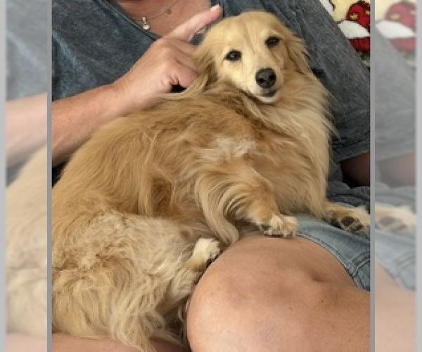 Medium Photo #3 Dachshund-Unknown Mix Puppy For Sale in Decatur, GA, USA