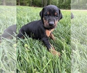 Doberman Pinscher Puppy for sale in WALNUT COVE, NC, USA