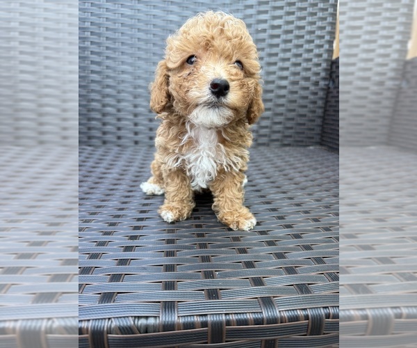 Medium Photo #11 Poodle (Toy) Puppy For Sale in MARYLAND HEIGHTS, MO, USA