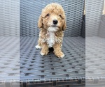 Small Photo #11 Poodle (Toy) Puppy For Sale in MARYLAND HEIGHTS, MO, USA