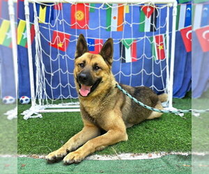 Akita-German Shepherd Dog Mix Dogs for adoption in Long Beach, CA, USA