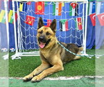 Small Akita-German Shepherd Dog Mix