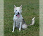 Small #3 Siberian Husky Mix