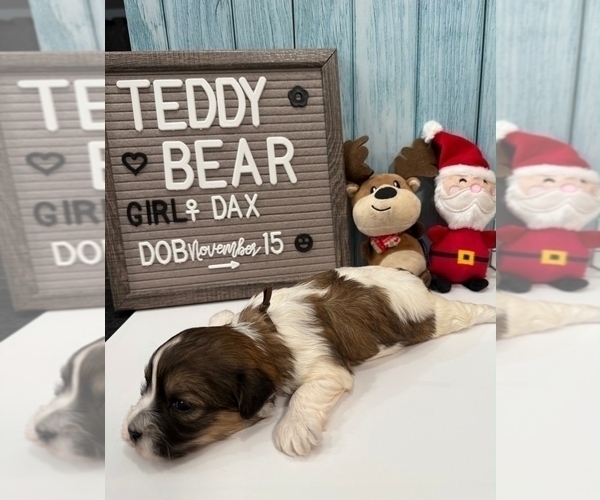 Medium Photo #7 Zuchon Puppy For Sale in NEW YORK MILLS, MN, USA