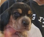 Puppy Puppy 3 Beagle