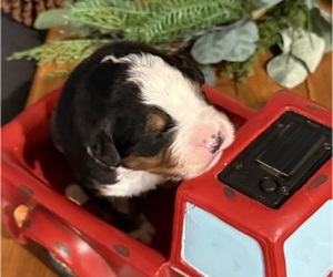 Bernese Mountain Dog Puppy for Sale in BUHL, Idaho USA