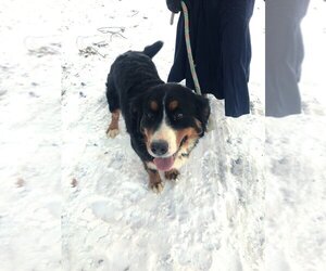 Mother of the Bernese Mountain Dog puppies born on 06/26/2025