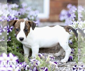 Jack Russell Terrier Puppy for sale in RONKS, PA, USA