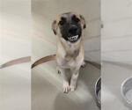 Small German Shepherd Dog