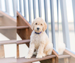 Puppy Tilly Goldendoodle