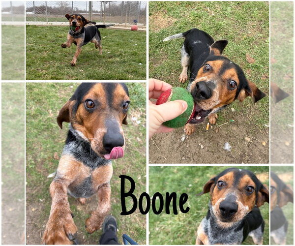 Medium Photo #1 Beagle-Unknown Mix Puppy For Sale in Pierceton , IN, USA