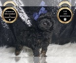 Small Photo #29 Poodle (Toy) Puppy For Sale in WARSAW, IN, USA