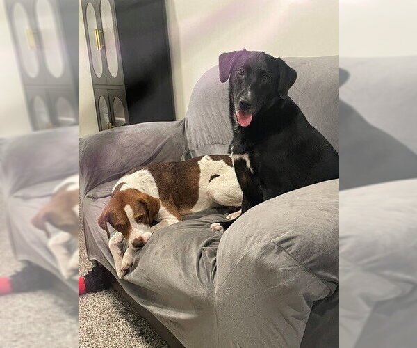 Medium Photo #4 Beagle-Unknown Mix Puppy For Sale in Springdale, PA, USA