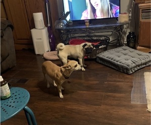 Father of the Chug puppies born on 10/22/2025