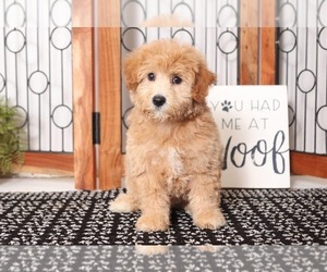 Poochon Puppy for sale in NAPLES, FL, USA