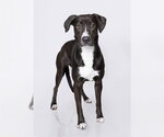 MAMMA - Female Mutt Dog for Adoption - Small photo