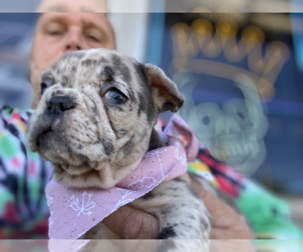Medium Photo #1 French Bulldog Puppy For Sale in GRIFFIN, GA, USA