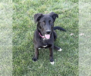 Borador Dogs for adoption in MECHANICSBURG, PA, USA