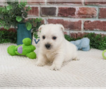 Small #10 West Highland White Terrier