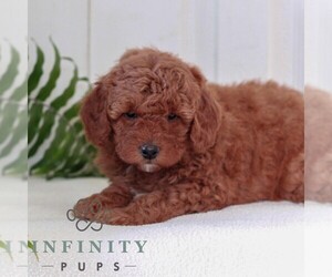 Goldendoodle (Miniature) Puppy for sale in LANCASTER, PA, USA