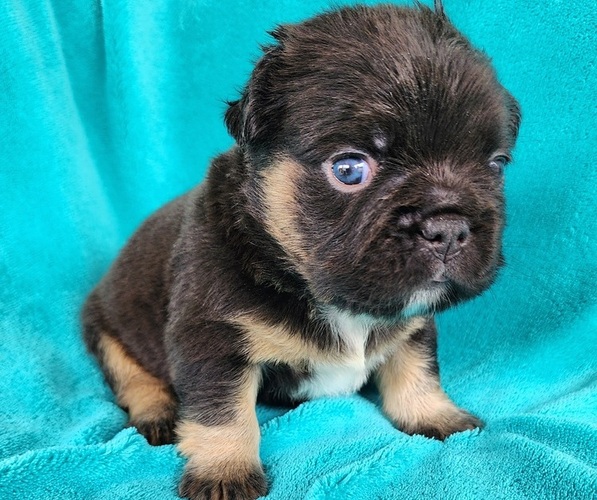 Medium Photo #6 French Bulldog Puppy For Sale in LAS VEGAS, NV, USA