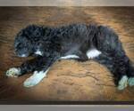 Small Photo #2 Goldendoodle Puppy For Sale in VONORE, TN, USA
