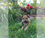 Small Black Mouth Cur Mix