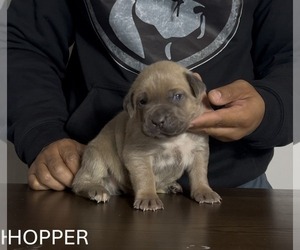Cane Corso Puppy for sale in MOUNT MORRIS, MI, USA