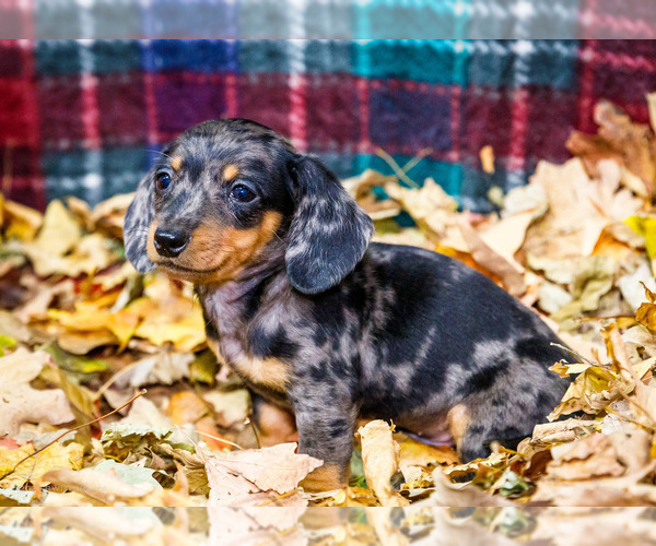 Medium Photo #35 Dachshund Puppy For Sale in WAKARUSA, IN, USA