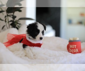 Border Collie Puppy for sale in ENCINO, CA, USA