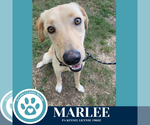 Small #2 Labrador Retriever Mix