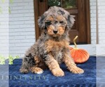 Mary - Female Bernedoodle (Miniature) Puppy for Sale - Photo #2