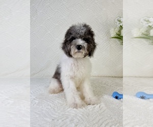 Cavapoo Puppy for sale in GREENFIELD, IN, USA