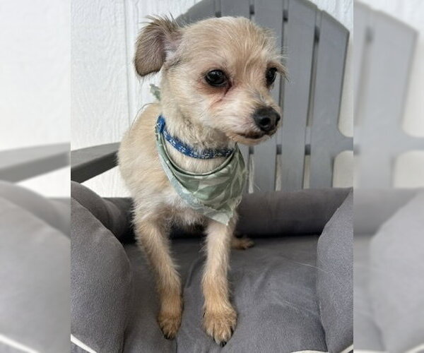 Medium Photo #2 Mutt Puppy For Sale in Corona, CA, USA