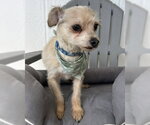 Small #1 Mutt