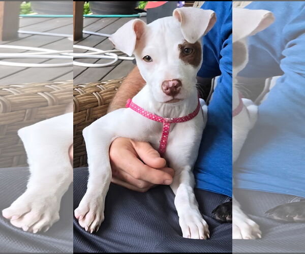 Medium Photo #3 Chihuahua-Unknown Mix Puppy For Sale in Ball Ground, GA, USA