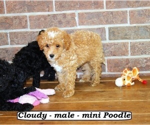 Poodle (Miniature) Puppy for sale in CLARKRANGE, TN, USA