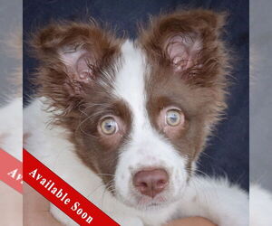 Australian Shepherd-Pomeranian Mix Dogs for adoption in Huntley, IL, USA